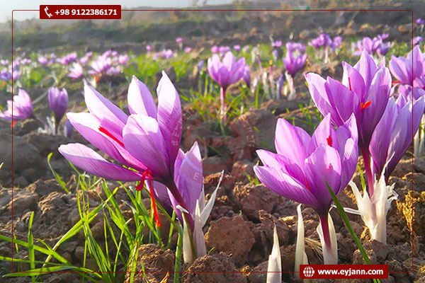 Saffron production at Eyjan company